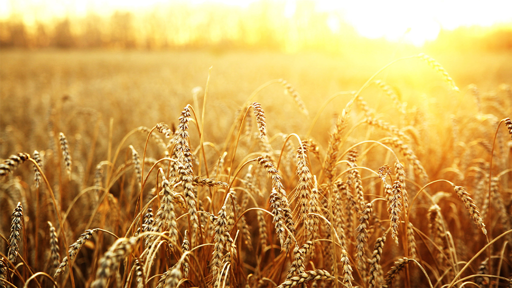 La crisis del trigo: ¿alcanzará la cosecha para abastecer al mercado interno y a la exportación?