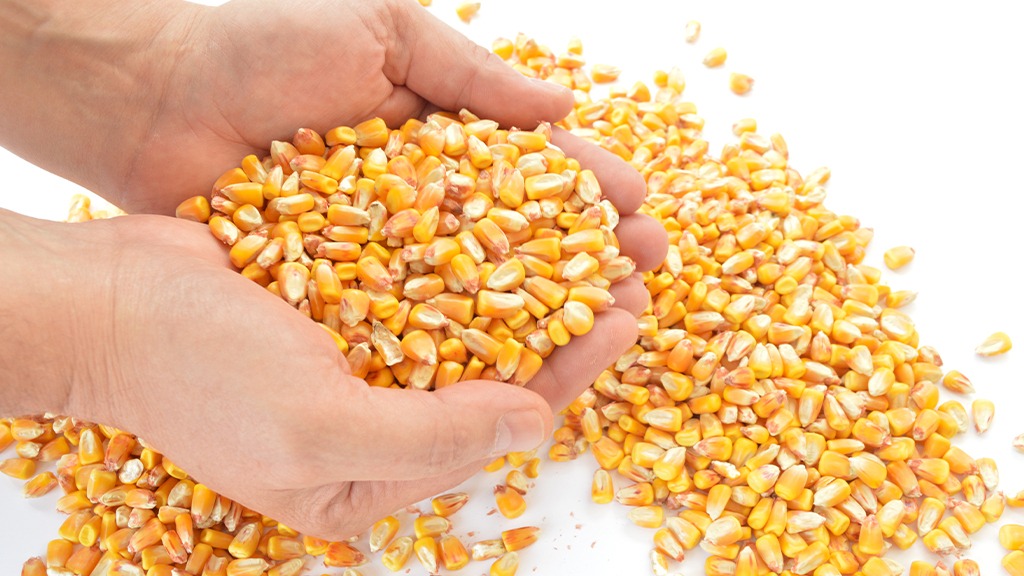 Valor de importaciones mexicanas de maíz rompe récord a septiembre