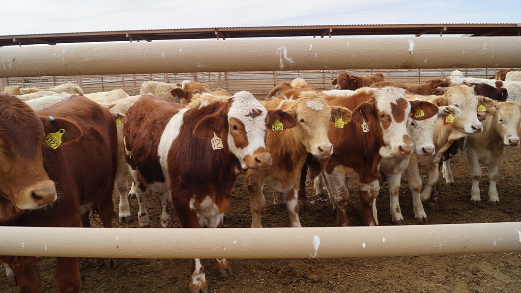 Productores de bovino, los más afectados si cambia etiquetado cárnico en EU