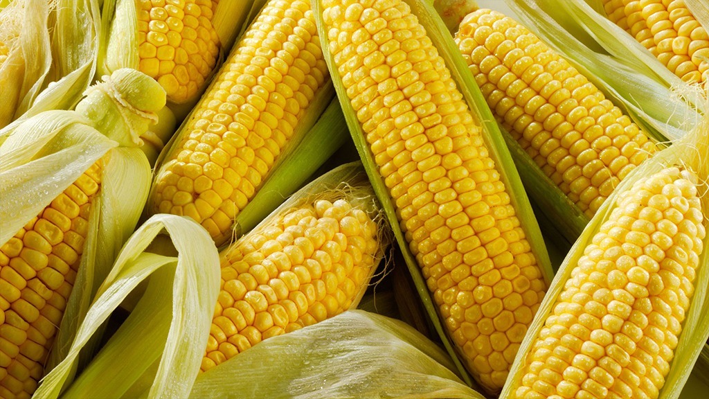  Canadá ‘le hace segunda’ a EU; solicita consultas por decreto de maíz transgénico en México
