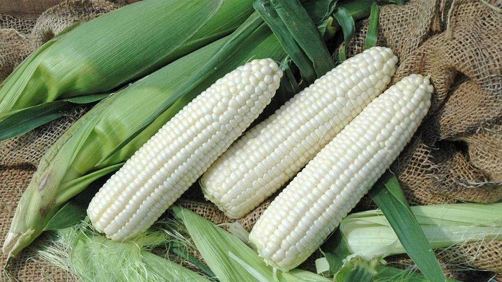 Regularán importación de maíz de Sudáfrica a México y ya habrá precio para la cosecha de trigo: Rocha