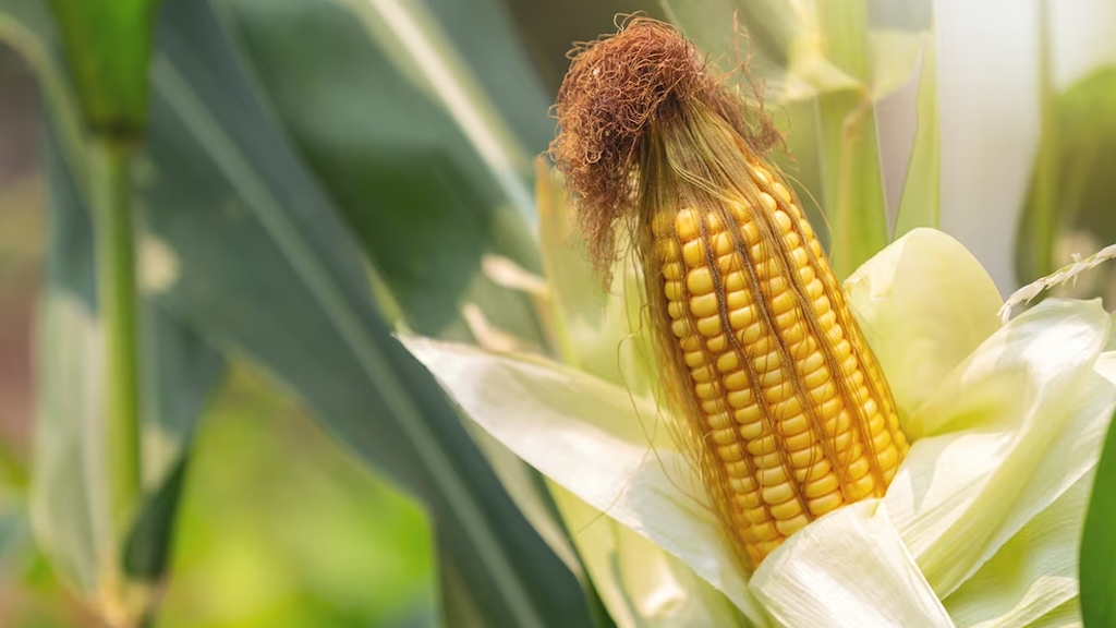 Canadá se suma a consultas de EU contra México por maíz transgénico
