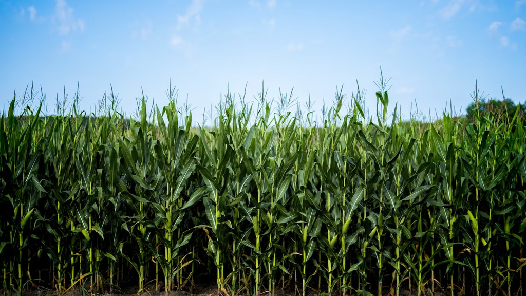 La ciencia dará la pauta en el pleito por el maíz, estiman